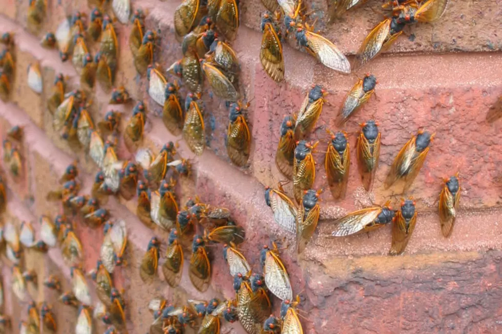 Billions of Cicadas Arrive in Massachusetts Any Day Now, in an Event Not Heard or Seen in 200 Years