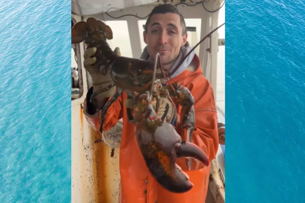 This Massive Maine Lobster Just Caught is How Old?!