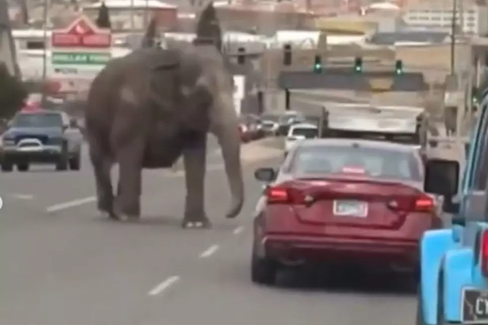 Video of Loose Circus Elephant Garners the Question, ‘Where in New England is It Illegal to Use Animals?’
