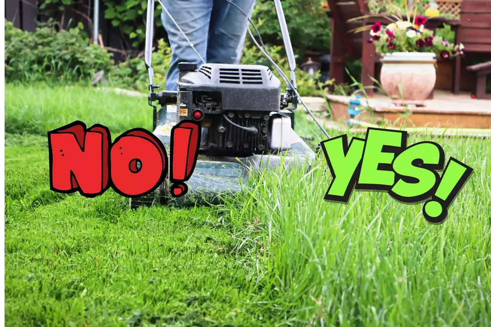 Why New England Residents Should Skip Mowing in the Spring