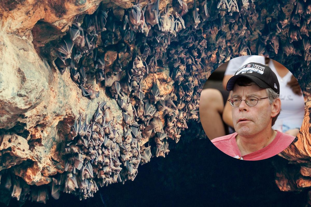 Massachusetts Woman Has a Bat Fly Into Her Mouth