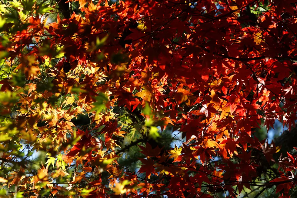 Track the Fall Foliage