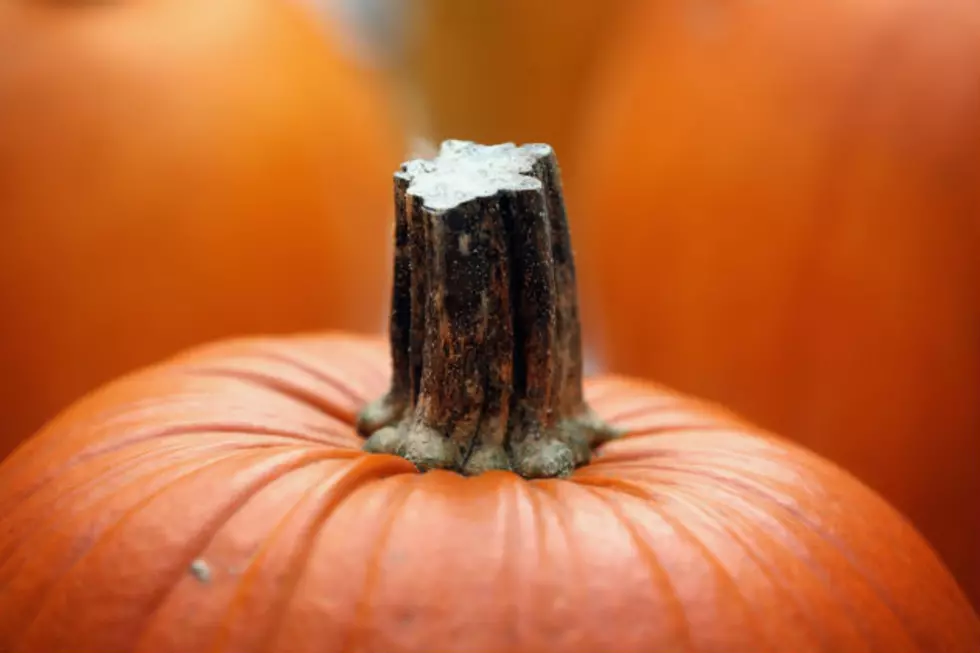 Dress Like a Zombie, Launch Pumpkins at a Boat &#038; More at Milford Pumpkin Festival This Weekend