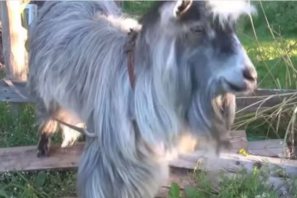 The Sound of a Goat Beat Boxing [VIDEO]