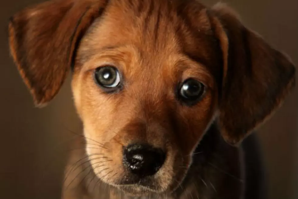 WOKQ&#8217;S Adorable &#8216;Puppy Bowl&#8217; Rescue Pups Pick Superbowl Winner! [WATCH]