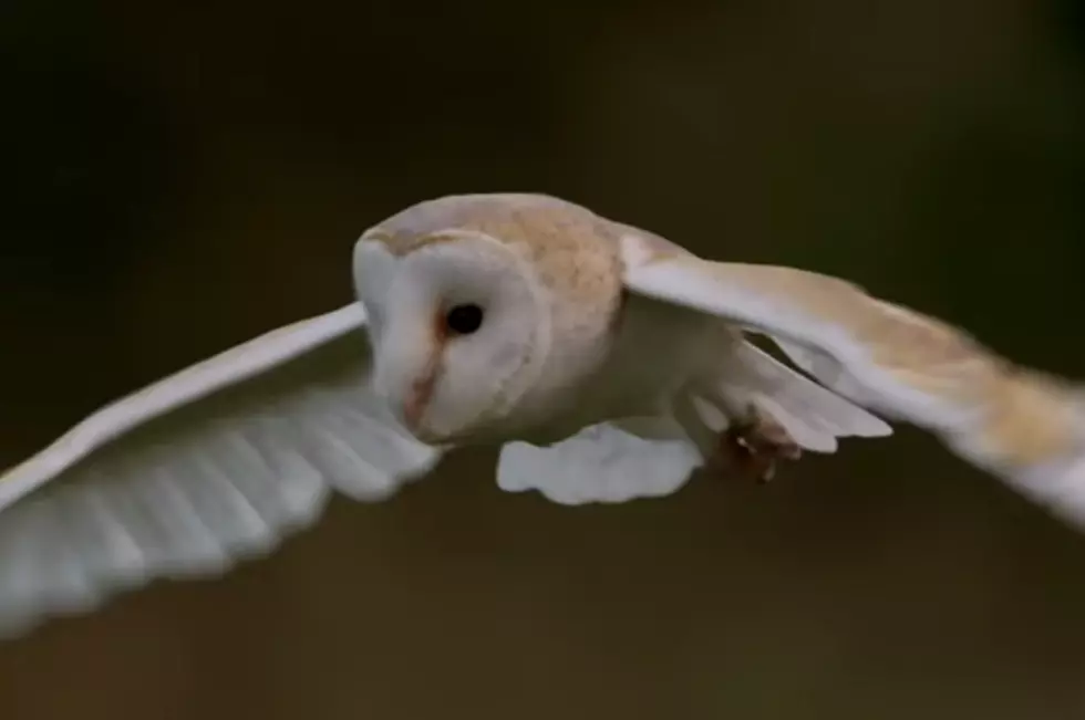 Sound Recording of Owl in Flight Eerily Compelling [VIDEO]