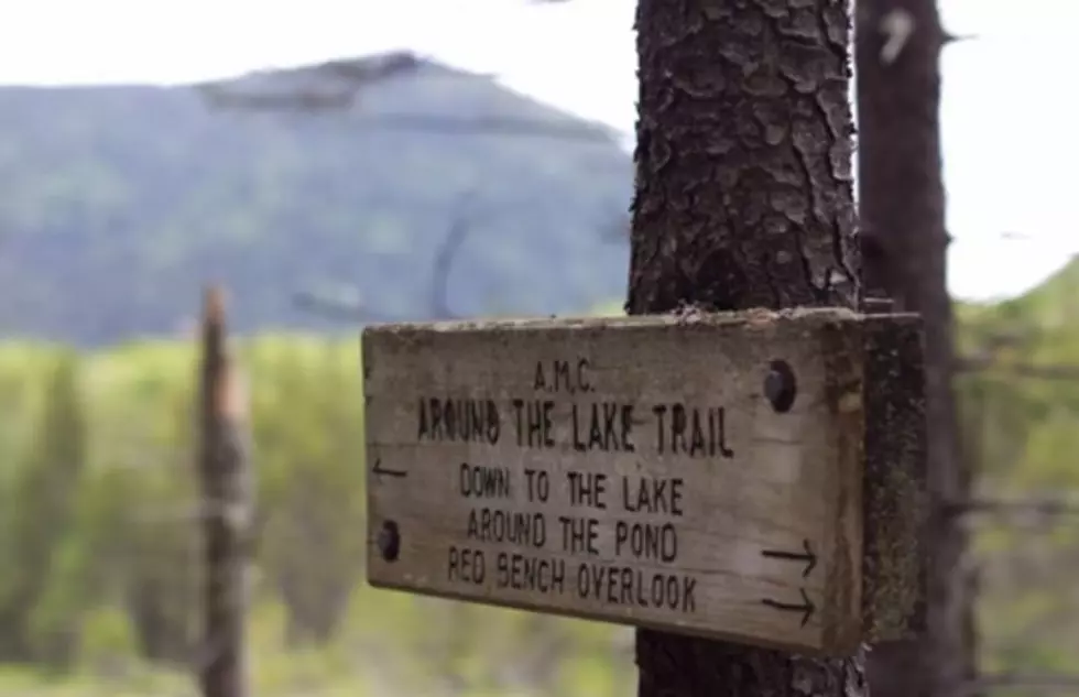 A Wild Flower Guide for NH Hikers [VIDEO]