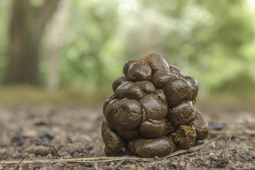 Disney Drops Poop-Themed Desserts [VIDEO]