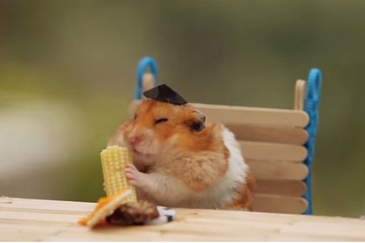 Sad hamster violin hamster. Хомяк с печеньем. Жующий хомяк. Гифы хомяки. Хомяк с кукурузой.