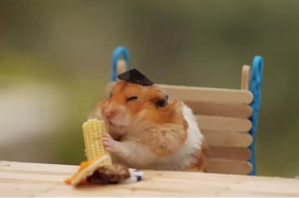You Know You Want to Watch Tiny Hamsters Celebrating the 4th of July [VIDEO]