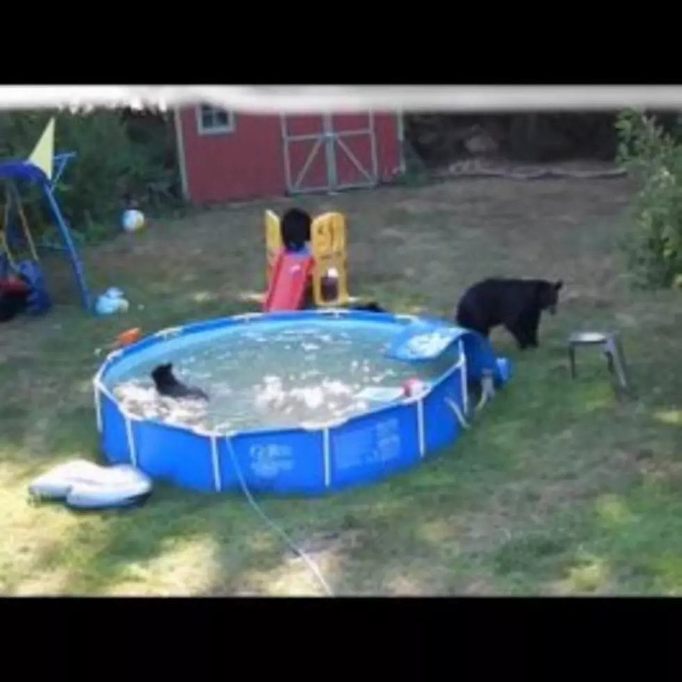 Even Bears Need to Beat the Heat(VIDEO)