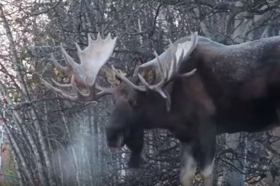 A Massive Moose Hanging Out in New Hampshire (We Think)