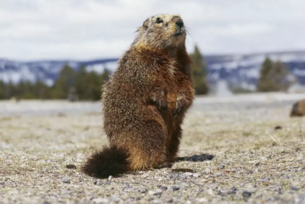 It’s Groundhog Day (But Not The One You Think)!
