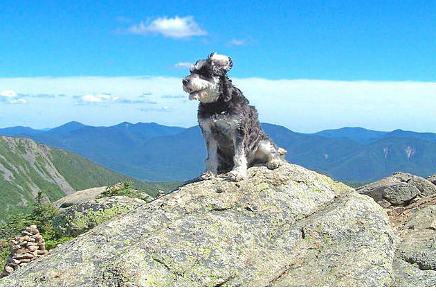 Famous Mount Washington Valley Dog, Atticus, Has Died at 14