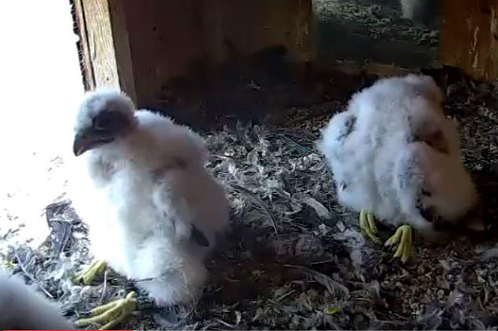 Check Out Live Cams of Manchester’s Adorable Baby Peregrine Falcons