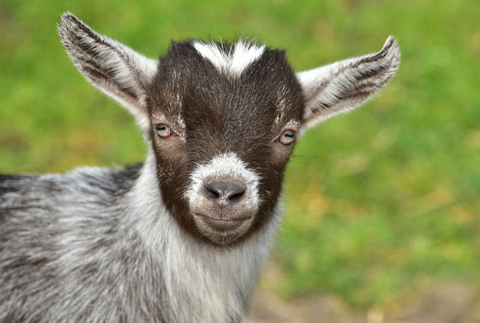 Massachusetts Man Stabs Baby Goat Marshmallow To Death