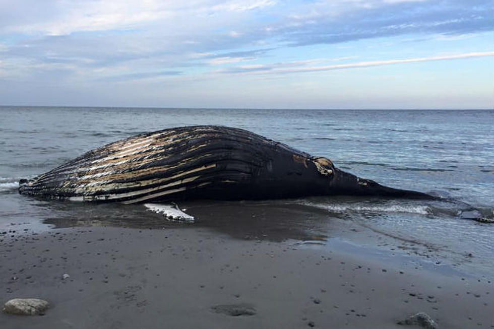 A Humpback Whale is Taking a Really Long Nap in Rye