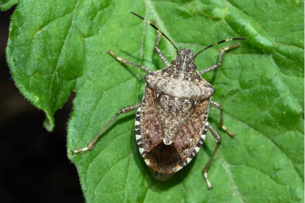Turns Out Stink Bugs Are Just Hipsters from Portsmouth