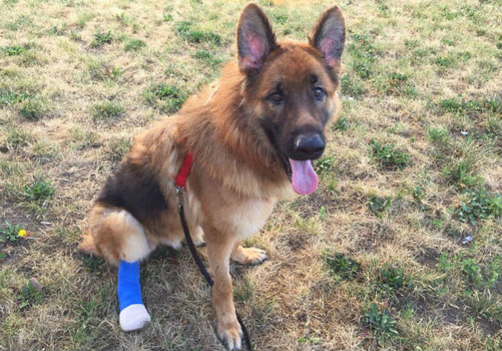Dog Chews Off Own Foot in Horrible Case of Animal Cruelty