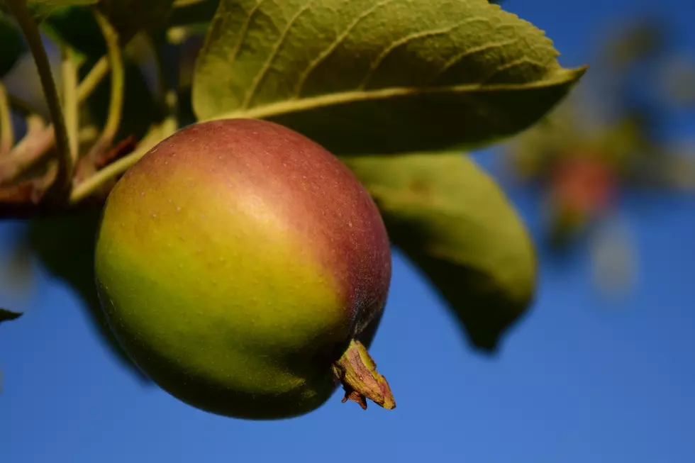 This Nasty, Hot Weather is Shrinking New Hampshire’s Apples!