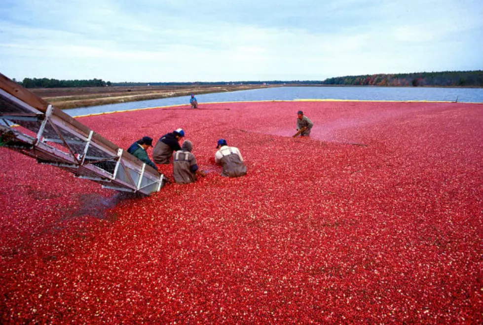 Cranberry Crisis in Massachusetts Could Mean Trouble for Your Holiday Gatherings
