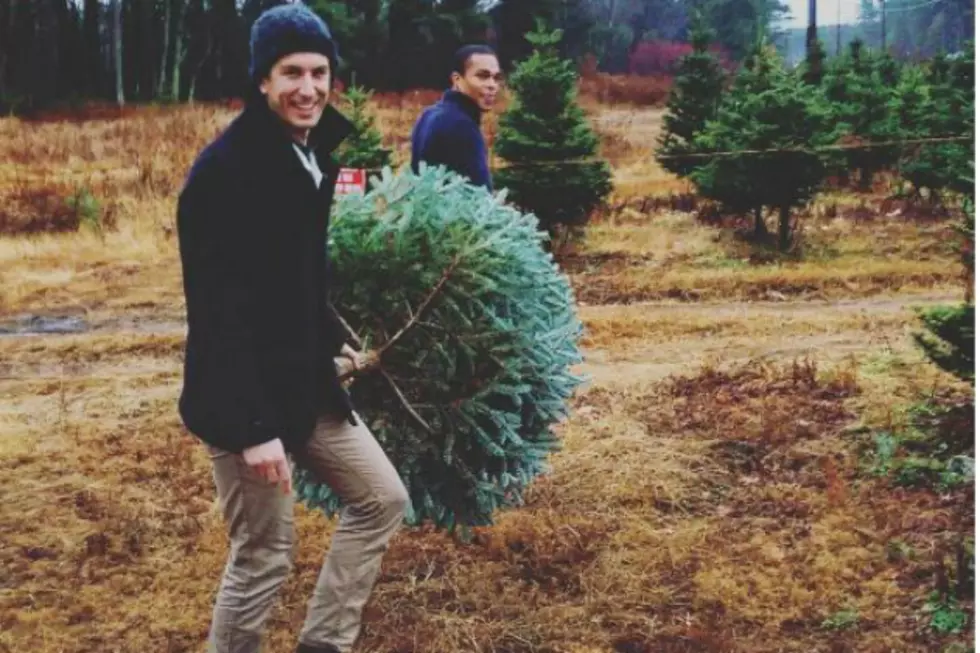 Cut Down Your Own Christmas Tree At These New Hampshire Tree Farms