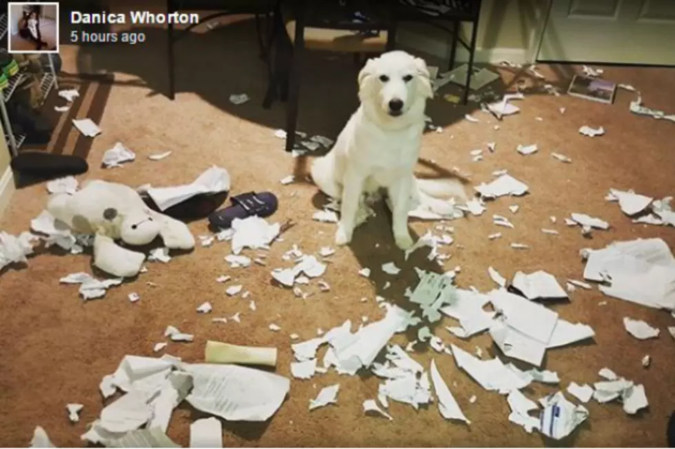DOGS GONE WILD: That Time You Left Your Dog Alone For Too Long And They Went Into Destruction Mode
