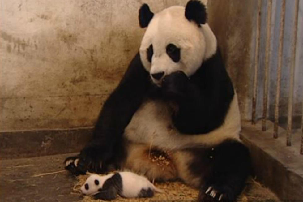 In Honor of National Panda Day Enjoy These Adorable Videos of Pandas