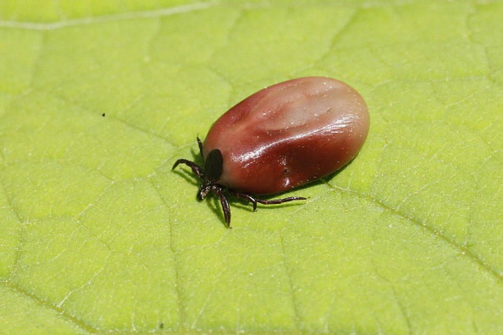 New Hampshire Is Crawling With Ticks