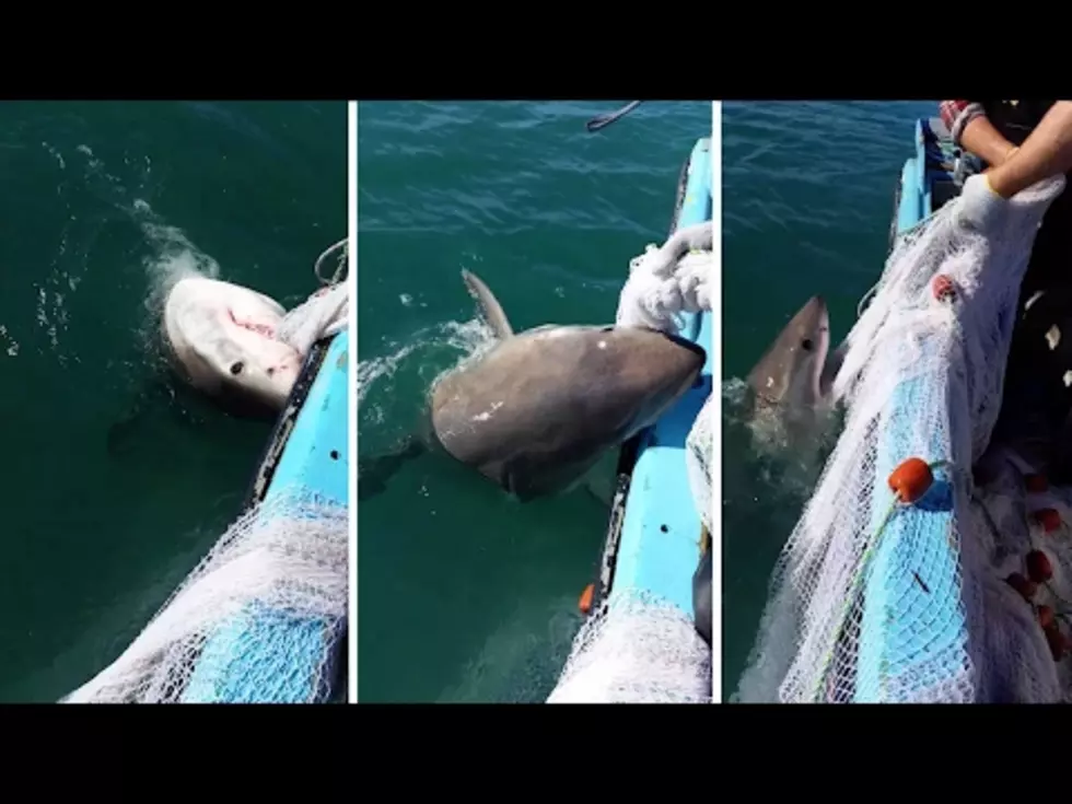 Fisherman Plays Tug-Of-War With A Great White