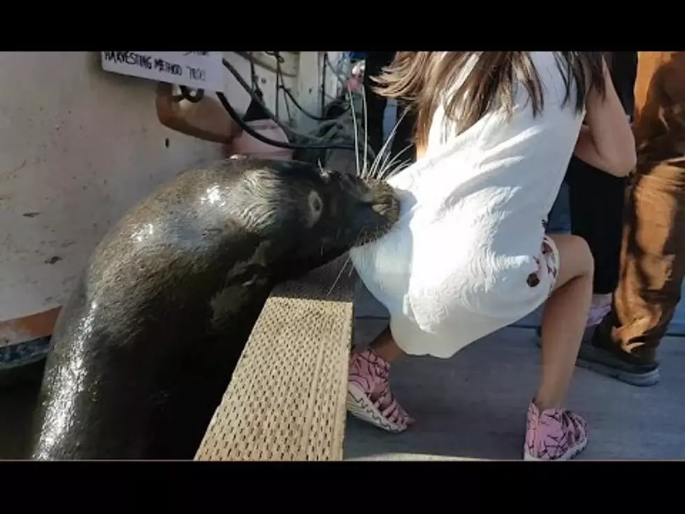 Sea Lion Pulls Girl Into The Water