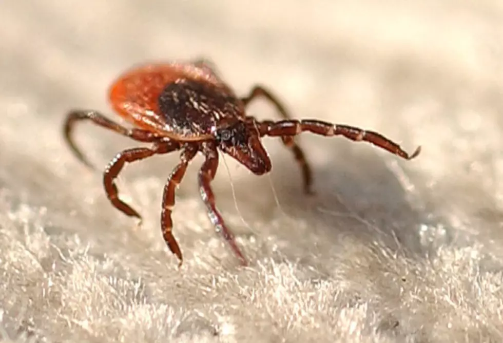 Here&#8217;s How To Protect Yourself Against Ticks This Summer