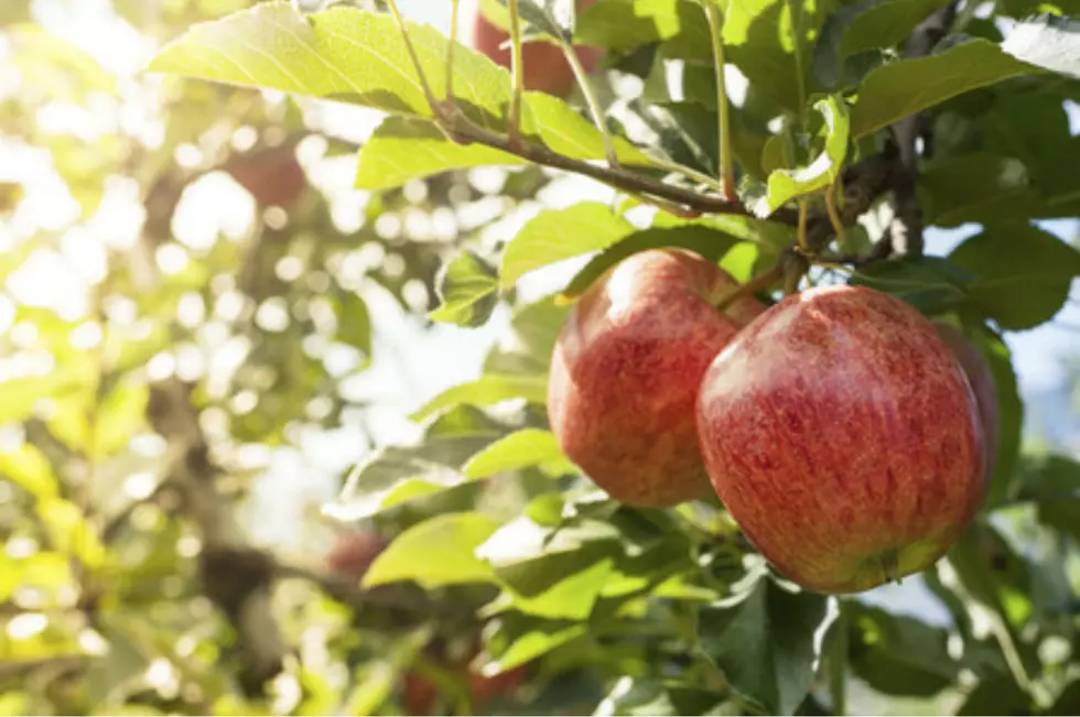 Season For One Of NH And Maine's Favorite Apples Comes To An End