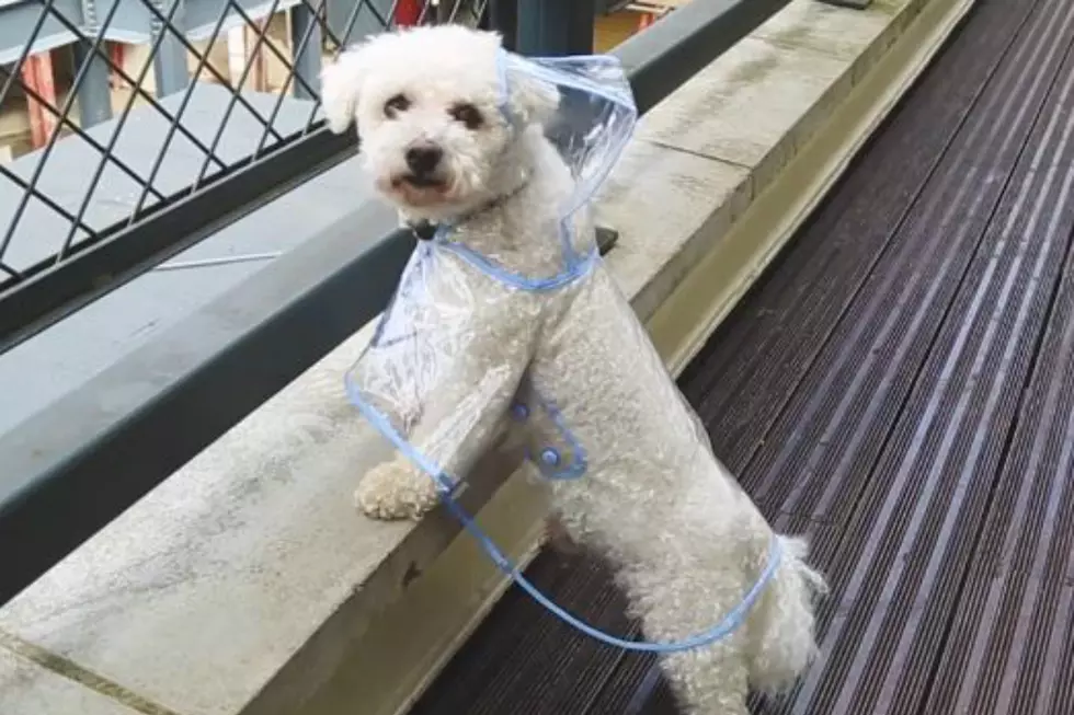 Would Your Dog Rock This Raincoat?