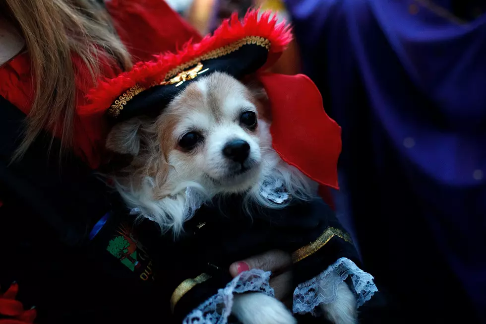 New Hampshire Dogs Love To Dress Up For Halloween