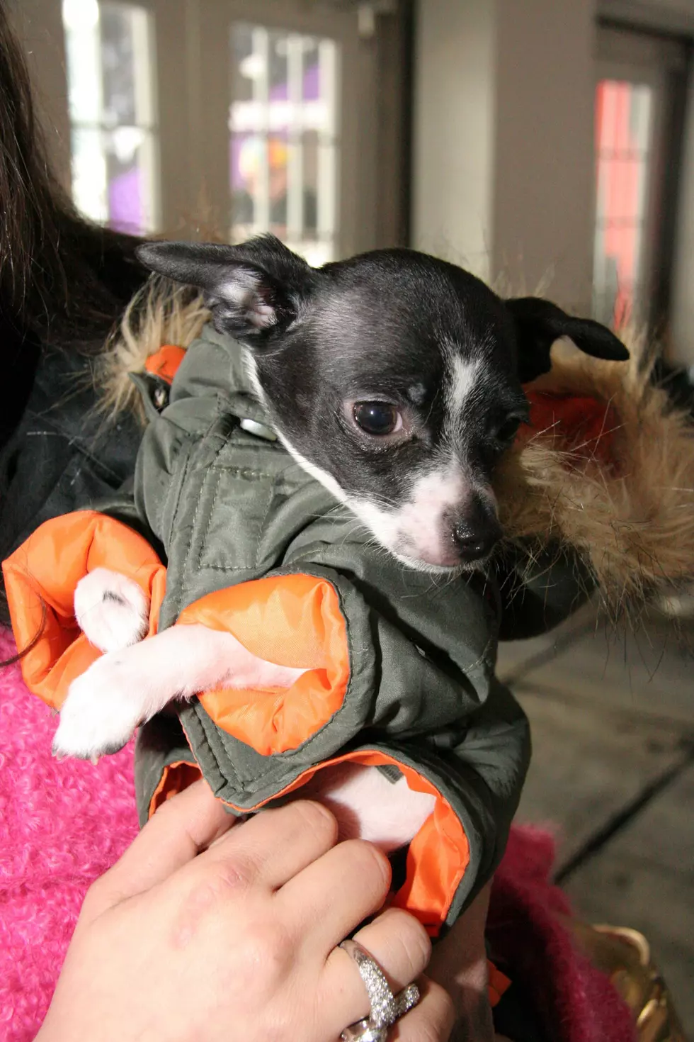 What Fashionable Dogs Are Wearing This Winter In NH