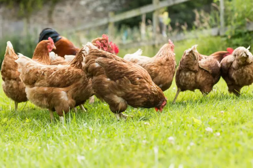 Got a Trespassing Chicken Problem? If This NH Bill Passes That Will Be a Violation!