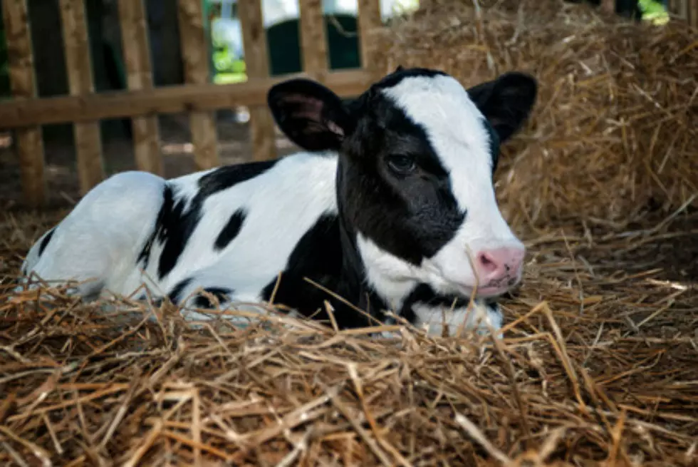 New Hampshire Farm Needs Your Help Naming Newborn Calf