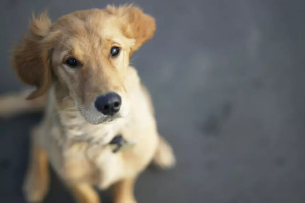 Euthanasia Drug Found in Dog Food Massive Recall Underway