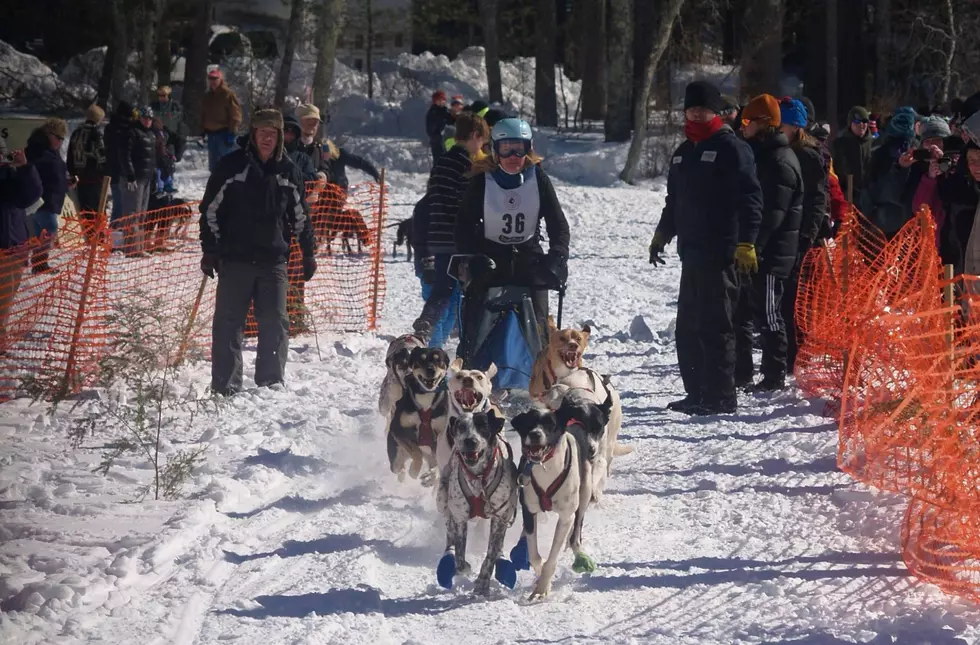 Tamworth Sled Dog Race On The Skids Thanks To Warm Weather
