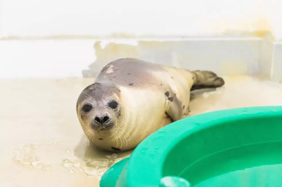 Mack The Harbor Seal Is Headed Home
