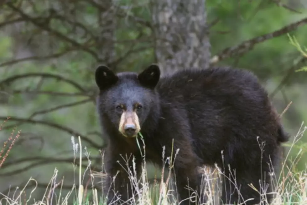 Hungry NH Bears Are Breaking Into Houses For Dinner