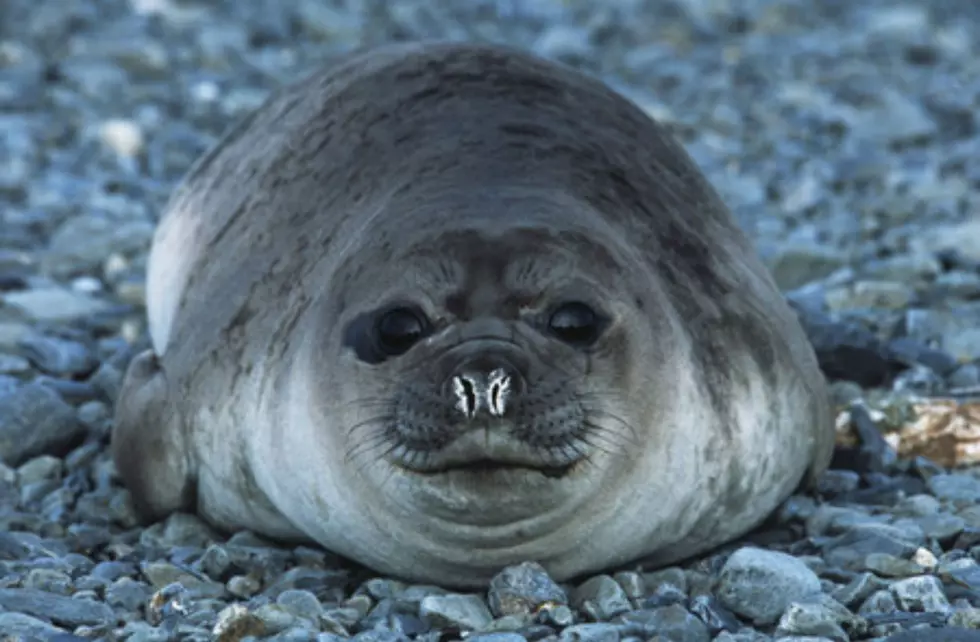 Injured Seal Discovered in a Seabrook Restaurant's Parking Lot