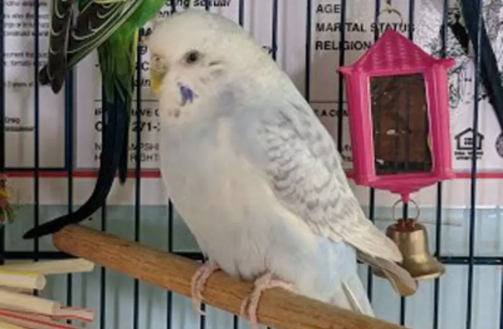 NH Bird Lovers Look at These Beautiful Creatures Up for Adoption