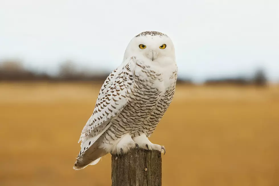 ‘Hampton’ the Snowy Owl Is Healed And Back in the Wild