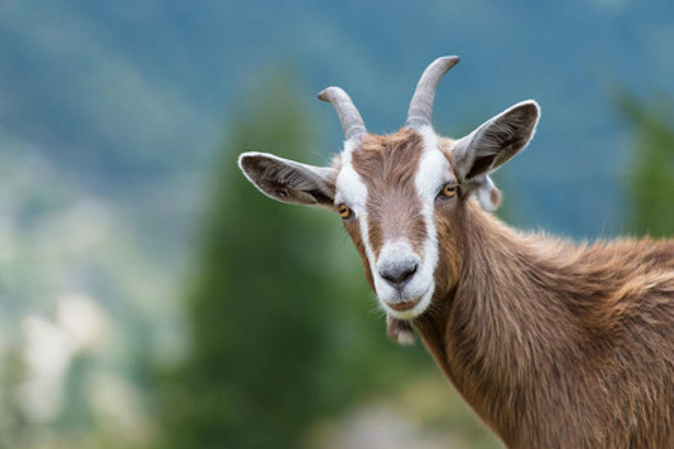 Massachusetts Men Charged For Blowing Pot Smoke In Goat&#8217;s Face