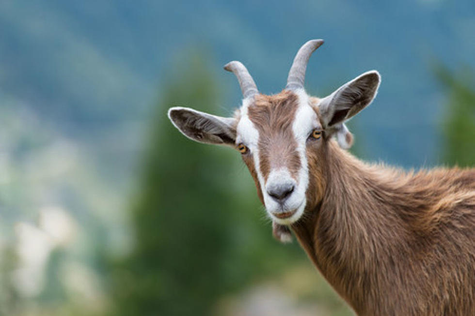 Someone Left 5 Domestic Goats in Trash Bags Near The Cell Tower in Gilford, NH