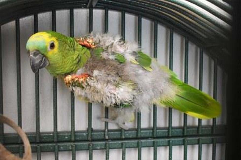 Great News About The Parrot Abandoned At The NH SPCA 
