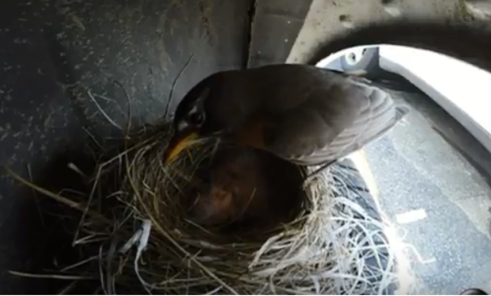 NHPBS in Durham Discovers a Robin’s Nest in the Most Random Place