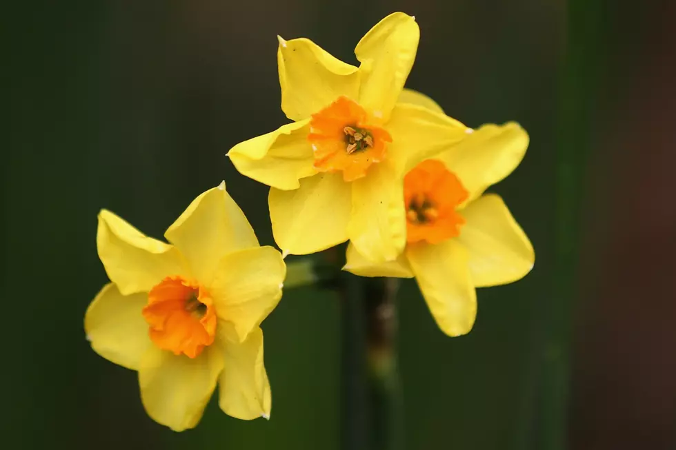 Here's How To Tell Spring Has Finally Arrived In New Hampshire